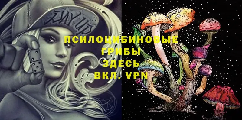 Псилоцибиновые грибы Psilocybine cubensis  Высоцк 